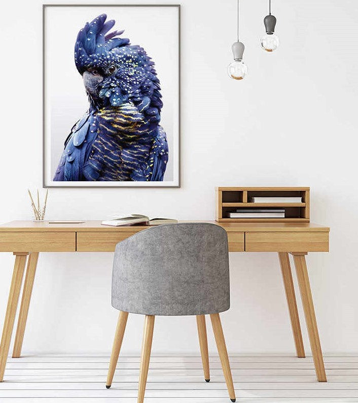60cmx90cm Black Cockatoo A Black Frame Canvas Wall Art - Delldesign Living - Home & Garden > Wall Art - free-shipping